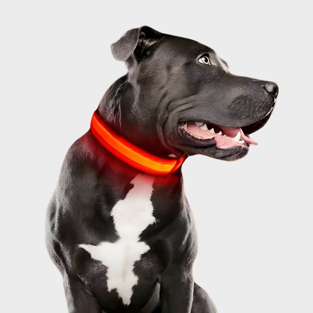 Collar Luminoso para Perros